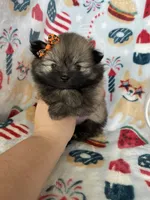 Tcup Lucy, a female Pomeranian for sale in Fort Myers, FL – 8 of 8