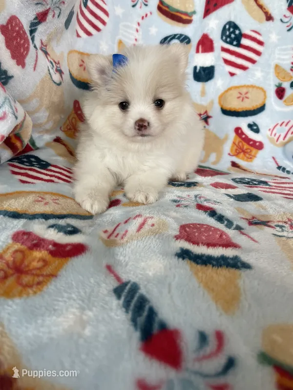 Sugar – Pomeranian puppy for sale in Fort Myers, FL