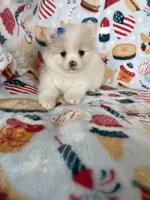 Sugar, a female Pomeranian for sale in Fort Myers, FL – 1 of 6