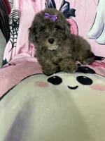 Scarlett , a female Poodle - Miniature  for sale in Fort Myers, FL – 4 of 7