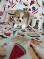 Juno, a male Pomeranian for sale in Fort Myers, FL – 2 of 8