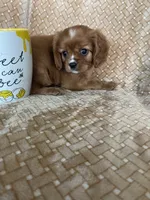 Prosciutto , a male Cavalier King Charles Spaniel for sale in Fort Myers, FL – 6 of 7