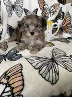 Samson, a male Maltipoo for sale in Fort Myers, FL – 1 of 8