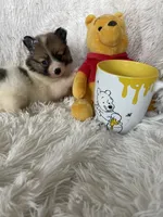 Midori Sour, a female Pomeranian for sale in Fort Myers, FL – 3 of 7