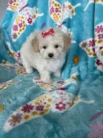 Gracie, a female Maltipoo for sale in Fort Myers, FL – 2 of 9