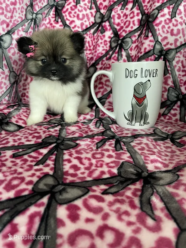 Sugar – Pomeranian puppy for sale in Fort Myers, FL