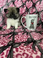 Sugar, a female Pomeranian for sale in Fort Myers, FL – 1 of 8