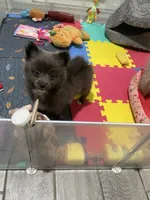 Lenny, a male Pomeranian for sale in Fort Myers, FL – 3 of 4