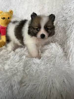 Tom Collins, a male Pomeranian for sale in Fort Myers, FL – 7 of 7