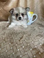 Plum, a female Pomeranian for sale in Fort Myers, FL – 6 of 6