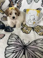 Sienna, a female Maltipoo for sale in Fort Myers, FL – 5 of 6