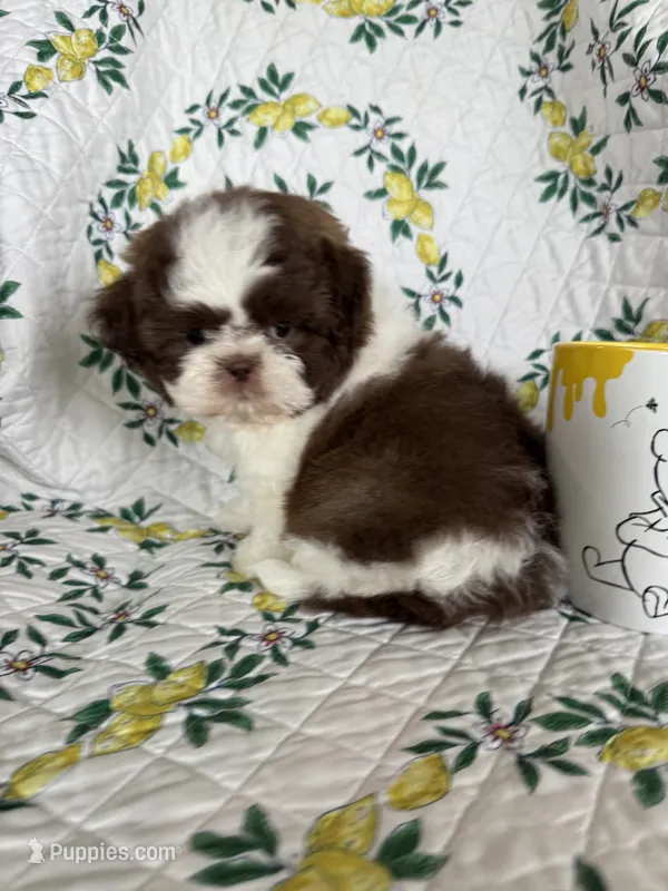 Hershey – Shih Tzu puppy for sale in Fort Myers, FL