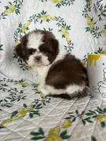 Hershey, a male Shih Tzu for sale in Fort Myers, FL – 1 of 4