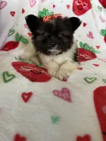 Boston, a female Pomapoo for sale in Fort Myers, FL – Photo 2 of 7