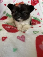 Boston, a female Pomapoo for sale in Fort Myers, FL – Photo 5 of 7