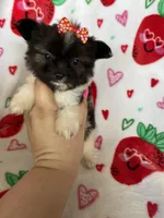 Boston, a female Pomapoo for sale in Fort Myers, FL – Photo 6 of 7