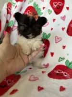 Boston, a female Pomapoo for sale in Fort Myers, FL – Photo 4 of 7