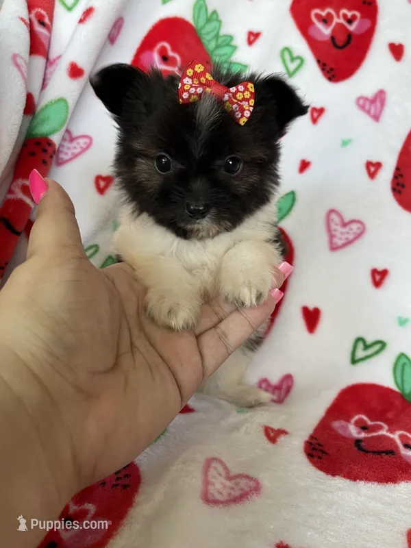 Boston – Pomapoo puppy for sale in Fort Myers, FL