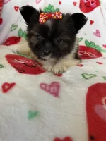 Boston, a female Pomapoo for sale in Fort Myers, FL – Photo 3 of 7