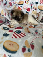 Rocco, a male Pomeranian for sale in Fort Myers, FL – 2 of 7