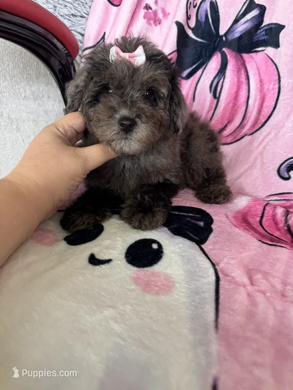 Harlee – Poodle - Miniature  puppy for sale in Fort Myers, FL