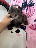 Harlee, a female Poodle - Miniature  for sale in Fort Myers, FL – 1 of 9