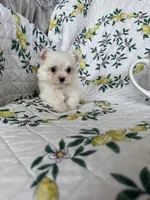 Tcup Biscuit, a male Maltese for sale in Fort Myers, FL – 4 of 10