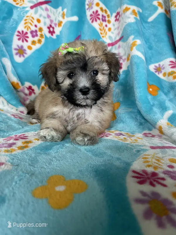 Journey  – Maltipoo puppy for sale in Fort Myers, FL