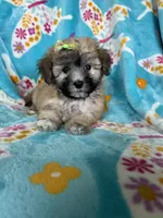 Journey , a female Maltipoo for sale in Fort Myers, FL – 1 of 7