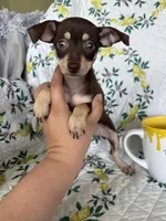 Riley, a female Chihuahua for sale in Fort Myers, FL – 4 of 5