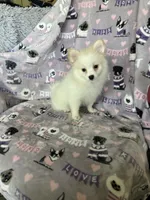 Pickles, a male Pomeranian for sale in Fort Myers, FL – 3 of 6