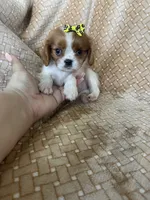 Praline, a female Cavalier King Charles Spaniel for sale in Fort Myers, FL – 5 of 7