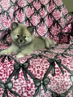 Biscotti, a male Pomeranian for sale in Fort Myers, FL – 8 of 8