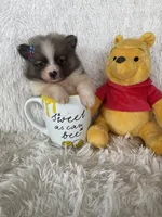 Mai tai, a female Pomeranian for sale in Fort Myers, FL – 7 of 7