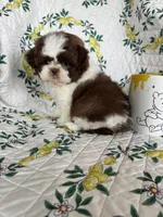 Osso, a male Shih Tzu for sale in Fort Myers, FL – 4 of 7