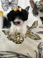 Sally, a female Maltipoo for sale in Fort Myers, FL – 2 of 8