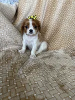 Praline, a female Cavalier King Charles Spaniel for sale in Fort Myers, FL – 3 of 7