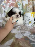 Chip, a male Shih Tzu for sale in Fort Myers, FL – 3 of 9