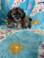 Liberty, a female Maltipoo for sale in Fort Myers, FL – 2 of 8