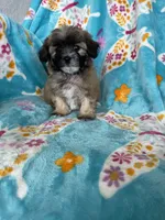 Teddy, a male Maltipoo for sale in Fort Myers, FL – 2 of 10