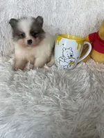Negroni, a male Pomeranian for sale in Fort Myers, FL – 6 of 8