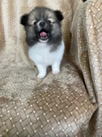 Pretzel, a male Pomeranian for sale in Fort Myers, FL – 6 of 7