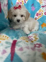 Gracie, a female Maltipoo for sale in Fort Myers, FL – 6 of 9
