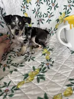 Cosmo, a male Chihuahua for sale in Fort Myers, FL – 2 of 6