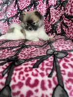 Mocchiato , a male Pomeranian for sale in Fort Myers, FL – 3 of 7