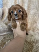 Prosciutto , a male Cavalier King Charles Spaniel for sale in Fort Myers, FL – 2 of 7