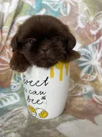 Tiny Nugget, a male Shih Tzu for sale in Fort Myers, FL – 4 of 8