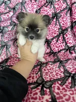 Mocchiato , a male Pomeranian for sale in Fort Myers, FL – 7 of 7