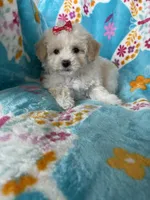 Gracie, a female Maltipoo for sale in Fort Myers, FL – 7 of 9
