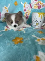 Noah, a male Pomeranian for sale in Fort Myers, FL – 3 of 7